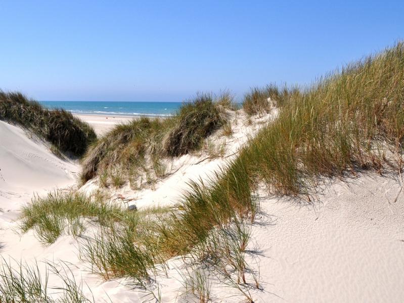 Dunes and sun, Rodhus beach 2008